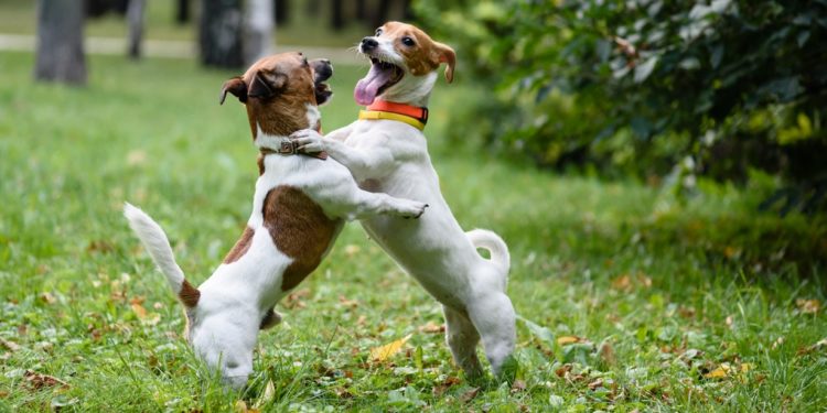 Comment savoir si mon chien à un traumatisme ?