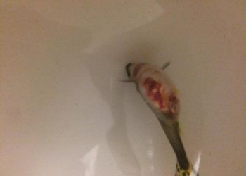 Comment savoir si on fait une hémorragie interne ?