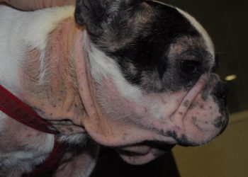 Comment soigner dermatite chat naturellement ?