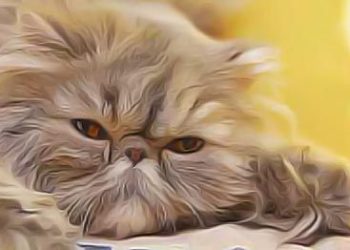 Comment évacuer boule de poils chat ?