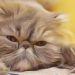 Comment évacuer boule de poils chat ?