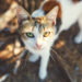 Comment sont les yeux d'un chat malade ?