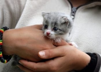 Est-ce qu'un chat peut avoir le cancer ?