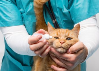 Comment interrompre la grossesse d'un chat ?