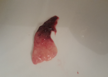 Comment savoir si mon chat fait une fausse couche ?