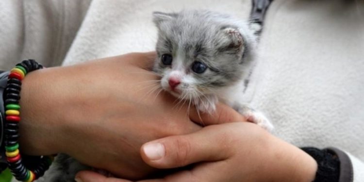 Est-ce qu'un chat peut avoir le cancer ?