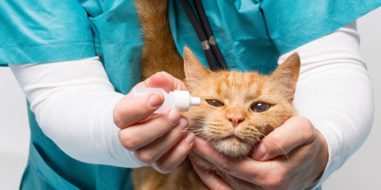 Comment interrompre la grossesse d'un chat ?