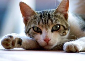 Comment savoir si le chat est enceinte ?