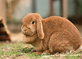 Est-ce que le lapin voit dans le noir ?