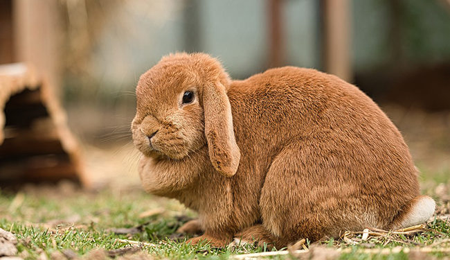 Est-ce que le lapin voit dans le noir ?