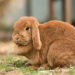 Est-ce que le lapin voit dans le noir ?