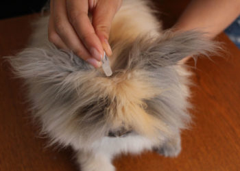 Comment savoir si mon lapin nain a des puces ?