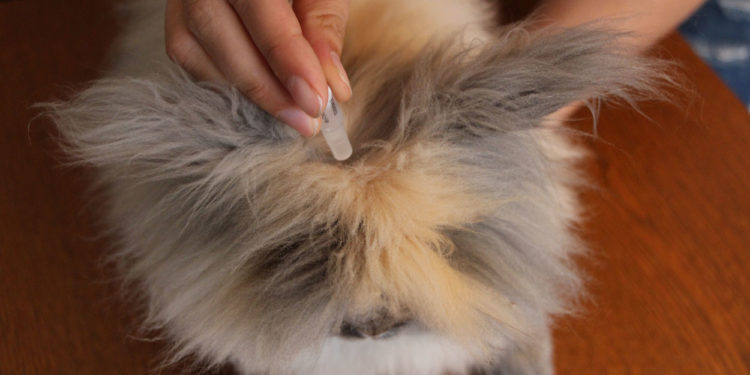 Comment savoir si mon lapin nain a des puces ?