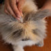 Comment savoir si mon lapin nain a des puces ?