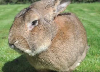 Comment meurt un lapin ?