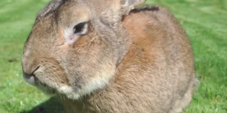 Comment meurt un lapin ?