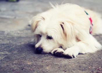 Est-ce que je peux donner du Gaviscon à mon chien ?