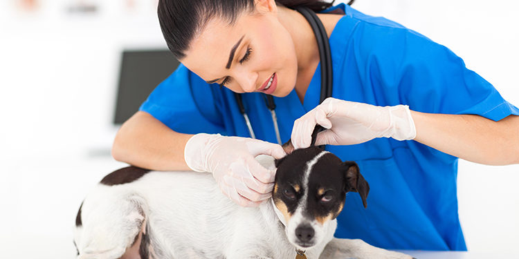 Comment un chien attrape des vers ?