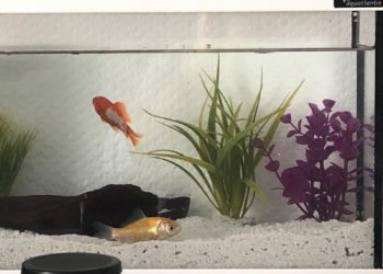 Comment faire pour que l'eau de l'aquarium reste claire ?