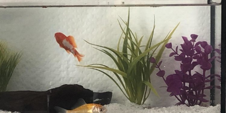 Comment faire pour que l'eau de l'aquarium reste claire ?