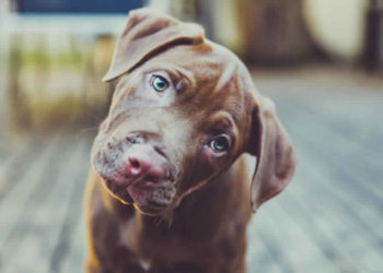 Pourquoi chiot ne tête pas ?