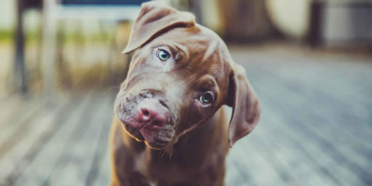 Pourquoi chiot ne tête pas ?