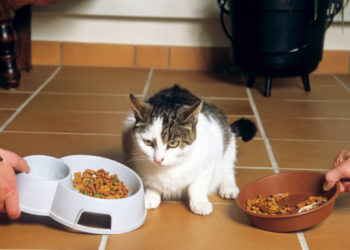 Quelle marque de croquettes choisir ?