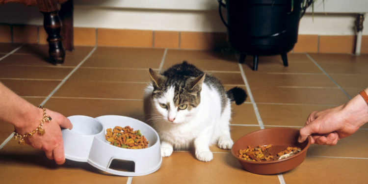 Quelle marque de croquettes choisir ?