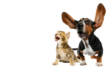 Comment savoir si les glandes anales du chat sont pleines ?