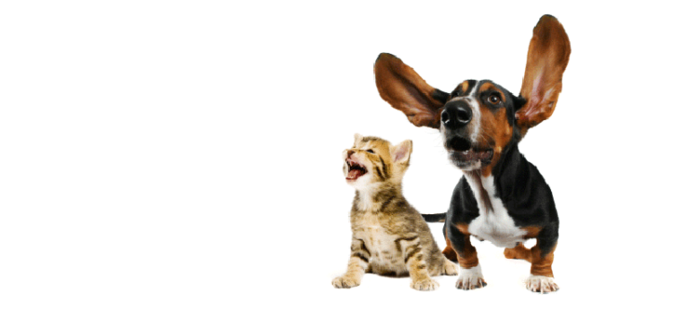 Comment savoir si les glandes anales du chat sont pleines ?