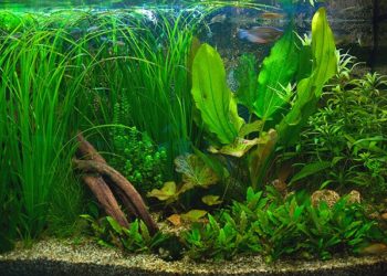Quel engrais pour les plantes d'aquarium ?