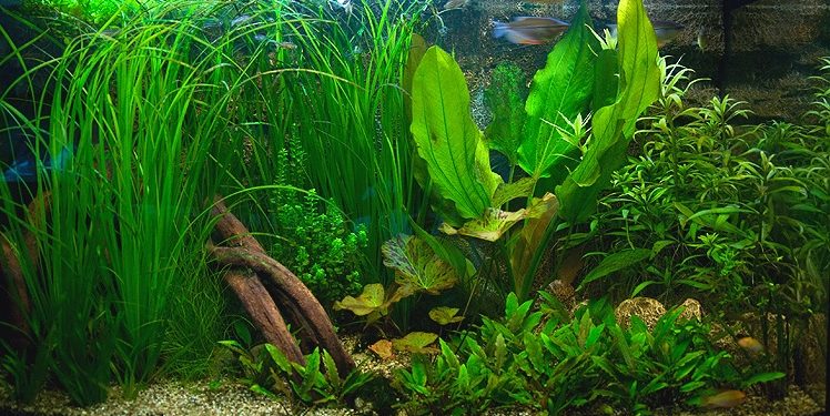 Quel engrais pour les plantes d'aquarium ?