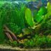 Quel engrais pour les plantes d'aquarium ?