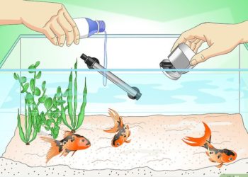 Comment savoir si son poisson est entrain de mourir ?