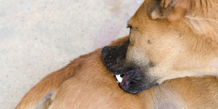 Est-ce que la gale du chien est contagieuse pour l'homme ?