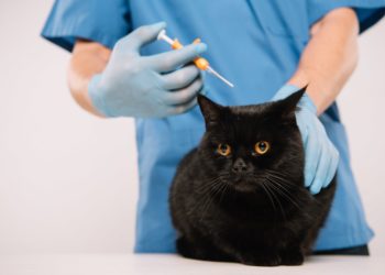 Est-ce que mon chat voit bien ?