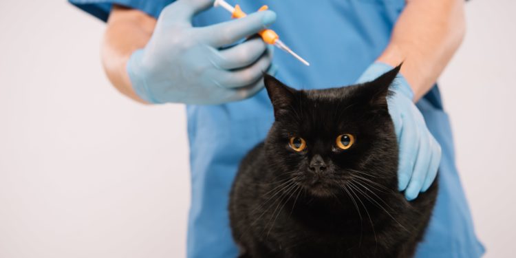 Est-ce que mon chat voit bien ?