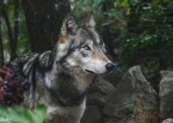 Quelle est la qualité du loup ?