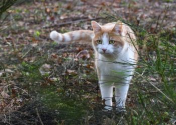 Quand il faut s'inquiéter pour un chat ?