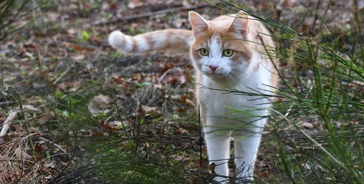 Quand il faut s'inquiéter pour un chat ?