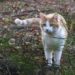 Quand il faut s'inquiéter pour un chat ?