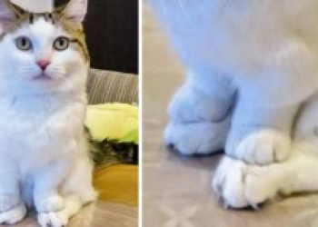 Pourquoi les chats ont des crises de folie ?