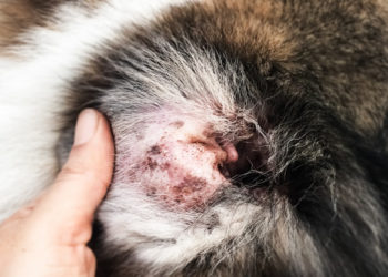 Quand un chat baisse les oreilles ?