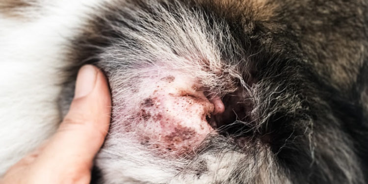 Quand un chat baisse les oreilles ?