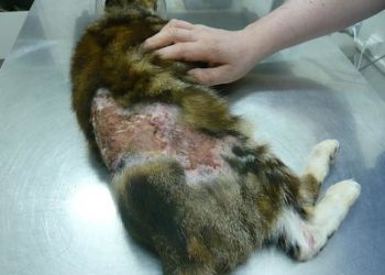 Pourquoi un chat fait des pellicules ?