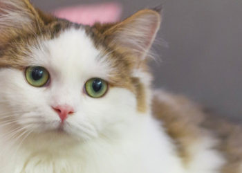 Comment nettoyer le nez d'un chat coryza ?