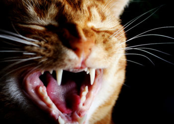Pourquoi les chats ont des petites dents ?