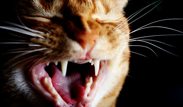 Pourquoi les chats ont des petites dents ?