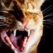 Pourquoi les chats ont des petites dents ?