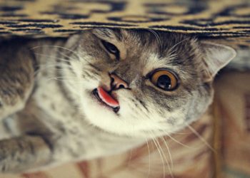 Pourquoi mon chat ne rentre pas sa langue ?